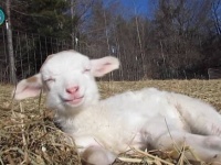 「眠り」以上に至福の時ってあるのだろうか？幸せそうにまどろむ動物たちのハッピーフェイス総集編