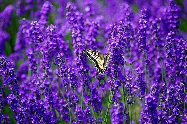 富良野（pika1935さん撮影、Flickrより）