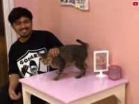 タイのレストランの看板猫、常連さんが来るとサッとしてピュっとしてハイタッチ！