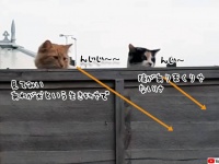猫のスパイ大作戦。塀の上から見つめる視線の先にはイッヌ！