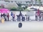 動物園で逃げ出したチンパンジーが男性に見事なドロップキックをかましてしまう。