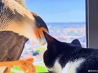 14階の窓越しで猫とハヤブサが交流！興味津々で顔を近づけたり足でつついたり