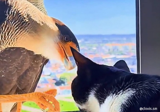 14階の窓越しで猫とハヤブサが交流!興味津々で顔を近づけたり足でつついたり