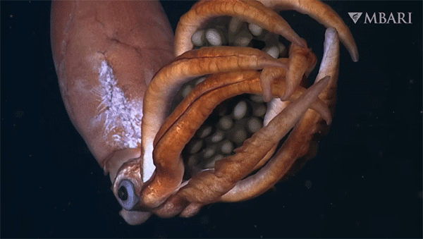 通常比2倍の大きな卵を抱えた深海イカの珍しい姿の撮影に成功、新種の可能性も