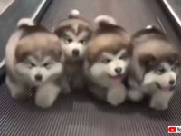 今年もマラミュートの季節がやってきました！空港のオートスロープを歩く可愛いモフころベイビーズ