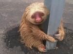 ナマケモノ、高速道路で連行される