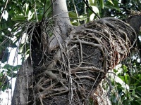 げに恐ろしきは植物かな。他の植物を絞め殺しながら成長していく「絞め殺しの木」