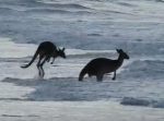 これは珍しい！　浜辺で遊ぶカンガルーを撮影した貴重な映像。