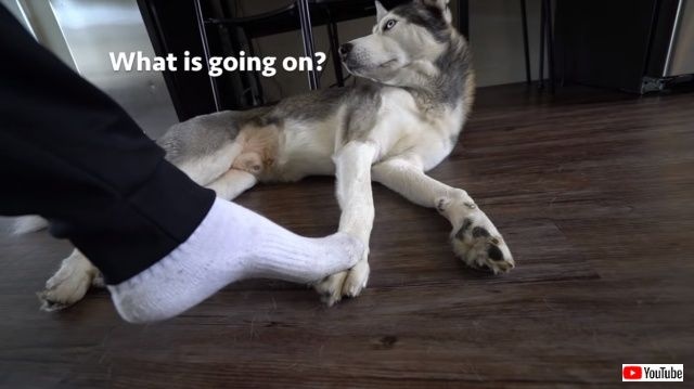 steppingonhuskysfeet2_640