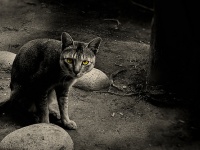 Photo by Omran Jamal, on Flickr