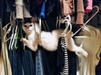 やらかしちっち。華麗に決められなかった場合の猫たちが画像集
