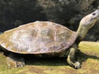笑顔に見える亀、一度は絶滅したと思われていたが熱心な保護活動で危機を免れる（ミャンマー）