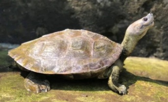 笑顔に見える亀、一度は絶滅したと思われていたが熱心な保護活動で危機を免れる（ミャンマー）