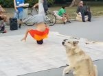 いいね！　ダンサーのブレイクダンスの真似る犬が可愛い