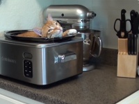 頭が入るとこならいけんのよ。穴という穴に収納されたがる猫たちの動画総集編