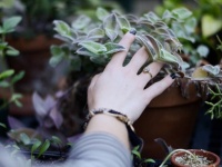 植物は触られるとストレスを感じる。その理由が長年の月日を経て明らかに