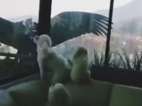 プードル犬、窓の外に突如現れた巨大なコンドルにびっくり！（チリ）