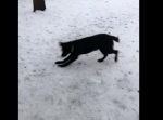 雪の玉を探して困惑するワンコがかわいい♪