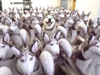 100匹のハスキーだとぅ？家に帰ったらこんな光景が広がっていたらどうしよう