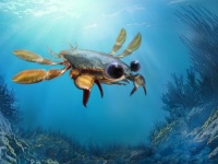 カニ界混乱。デタラメな進化を遂げた奇妙なカニの化石が発見される「カリキマエラ・ペルプレクサ」（コロンビア）