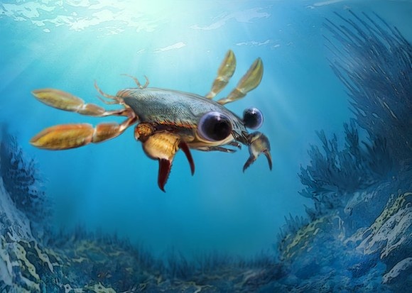 カニ界混乱。デタラメな進化を遂げた奇妙なカニの化石が発見される「カリキマエラ・ペルプレクサ」(コロンビア)