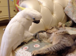 気持ちが抑えられない！寝ている猫に“キス”をしようとするオウムが可愛い！