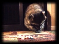 アライグマはすごく賢い。都心部での暮らしにすぐに適応し、生息圏を広げている理由
