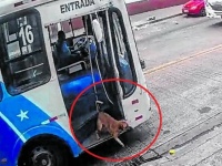 ひとりで乗れるもん。たった1回の経験でバスの乗り方を覚えた犬、飼い主に会いたくて何度も訪問