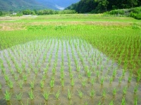 田植えの苦労が少なくなるかも（画像はイメージ）