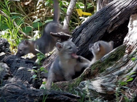 天敵も怖くない！子ギツネたちが安全に暮らせる「魔法の木」地下にある秘密の住み家とつながっている
