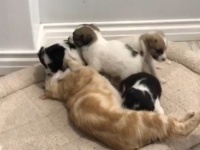 猫の母性に境界線なし。我が子を失った母猫、孤児の子犬たちの養母になり献身的な愛情を注ぐ（南アフリカ）