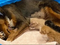 我が子を失った母犬に孤児となった3匹の猫を引き合わせたところ、真の親子同然の絆が芽生える（アメリカ）
