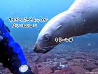 そのダイバーズウォッチが欲しいんじゃい！ダイバーの腕から取ろうとする無邪気なアシカ