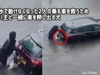 洪水で身動きできない人を助ける為、水浸しになりながら飼い主と共に車を押す勇敢な犬