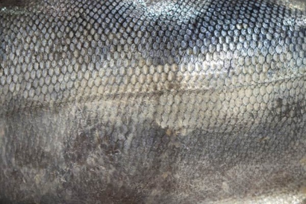 鮭の皮でできた水着