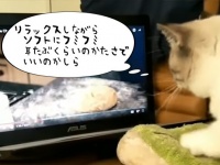 料理番組をみながら生地をこねるシミュレーションをする猫