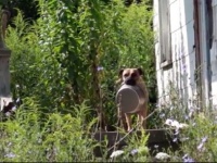 からっぽの皿を口にくわえながら餌をくれる人を探し求めて・・・人間に捨てられ家をなくした野良犬の物語（アメリカ）