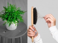 抜け毛に育植物効果が！？土に埋めると観葉植物がグングン育つライフハックには科学的根拠あり