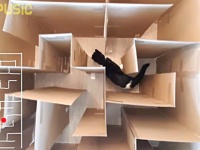 夏の工作頑張っちゃったよ！ダンボールで猫のための大迷路を作ってみた