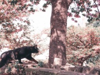 お花見するニャ　桜の木と黒猫のツーショットがおとぎ話のワンシーンみたい