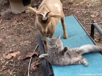 山羊の飼育地へ入り込んだ野良の子猫、そこから始まる山羊と猫の友情物語