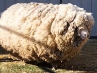 6年間毛刈りをされず飼育放棄されていた羊を保護。本来の明るく人懐こい性格が開花