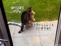 やらかしちまった...猫に後ろから飛びついた猫の困惑の表情をご覧ください