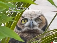 見つめるとガン見してくるフクロウ軍団、ただいま近所を監視中