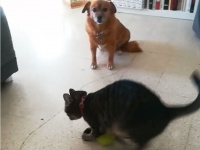 これは新しい！テニスボールの遊び方を犬に伝授する猫