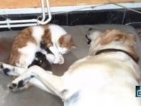 さすが安産の守り神。猫の出産に自ら立ち合い、そばに寄り添い励まし続け、生まれてきた子供のお世話をする犬