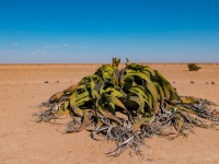 「恐竜？ああいたね、そんな奴らが。遠い昔の話だよ」。生きた化石と呼ばれる10の生物