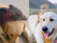 昨日は「世界友情の日」だったので、仲良しこよしな異種動物たちのイチャコラシーンを集めてみた（トカゲ出演中）