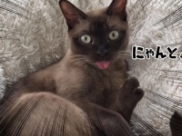 舌の収納方法を忘れてしまったようだ。竜巻警報が突然鳴った時の猫の反応とそれに対する人々の反応