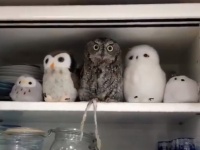 kuu owl＠フクロウのくうちゃん（＠KuuOwl）さんのツイート